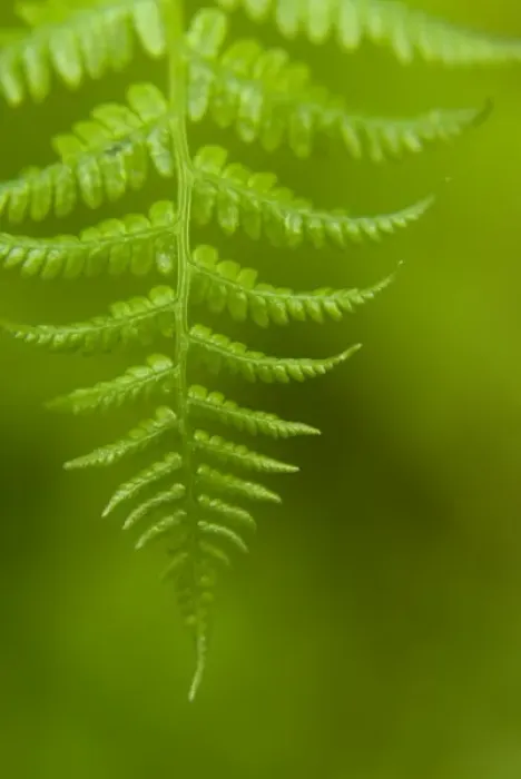Framed Print : Close up of Deer Fern