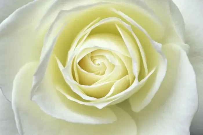Framed Print : Close up details of white rose Framed Print : Close up details of white rose