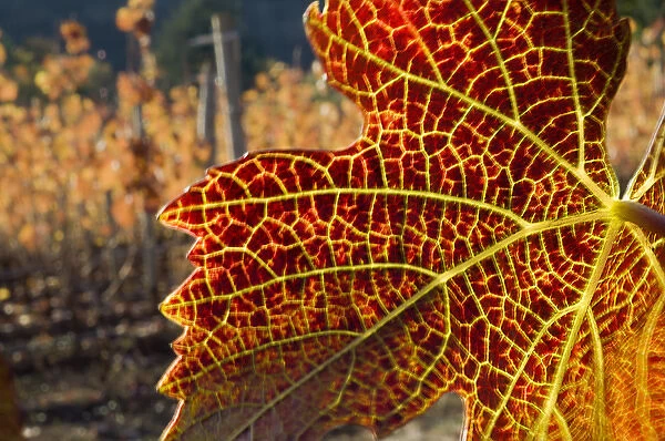 Close up of fall-colored Pinot Noir leaves with Knudsen vineyards in the background