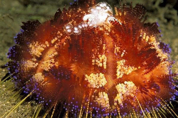 Close up of fire urchin