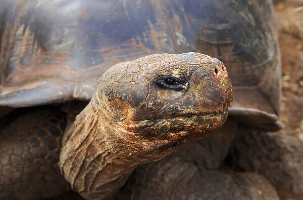 Close up of a Galapagos Tortoise, Giant Tortoise, Geochelone nigra, Galapagos Islands