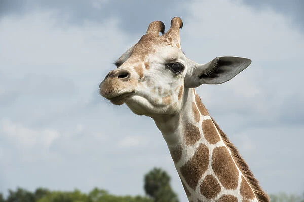 A close up of Giraffe against cloudy sky
