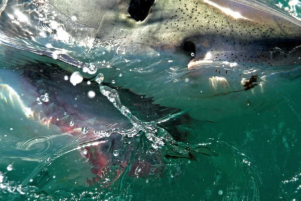 Close up of a Great White Shark (Carcharodon carcharias) swimming at the surface in Capetown