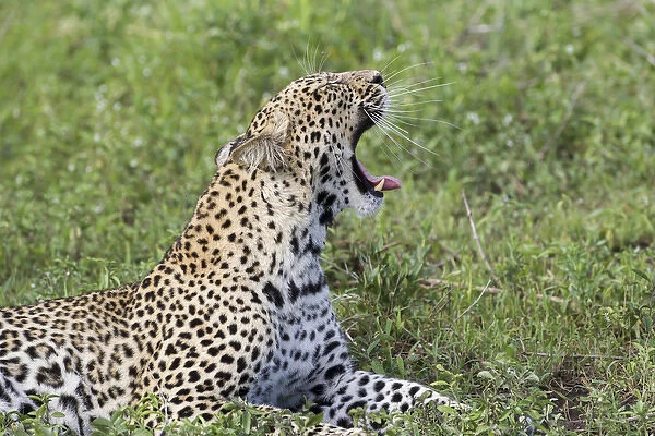 Close up of leopard lying on grass resting, head raised at 45 degree angle yawning