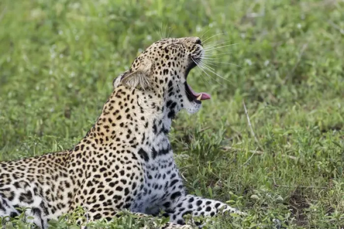 Framed Print : Close up of leopard lying on grass resting, head raised at 45 degree angle yawning Framed Print : Close up of leopard lying on grass resting, head raised at 45 degree angle yawning