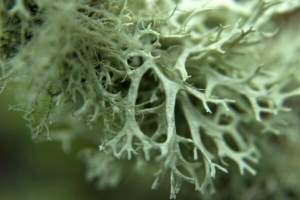Close up of Lichen Growing on a Tree Branch