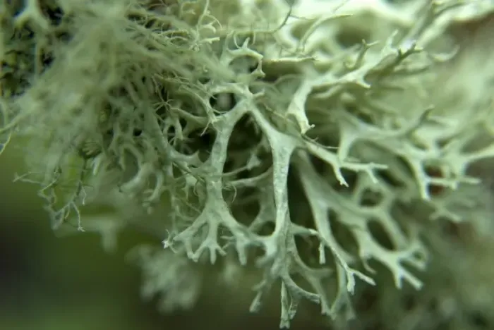 Framed Print : Close up of Lichen Growing on a Tree Branch Framed Print : Close up of Lichen Growing on a Tree Branch
