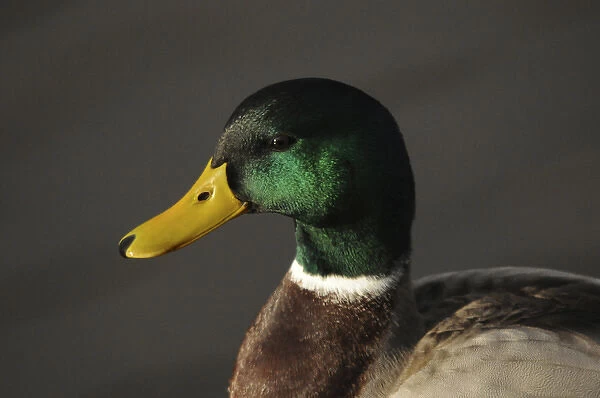 Close up of Male mallard Duck, Commonwealth Lake Park, Beaverton, Oregon, USA