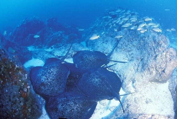 Close up of male marbled rays pursuing female, or taeniura meyeci