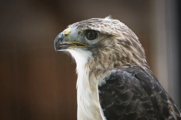 Close up portrait of hawk with beak open and intense gaze