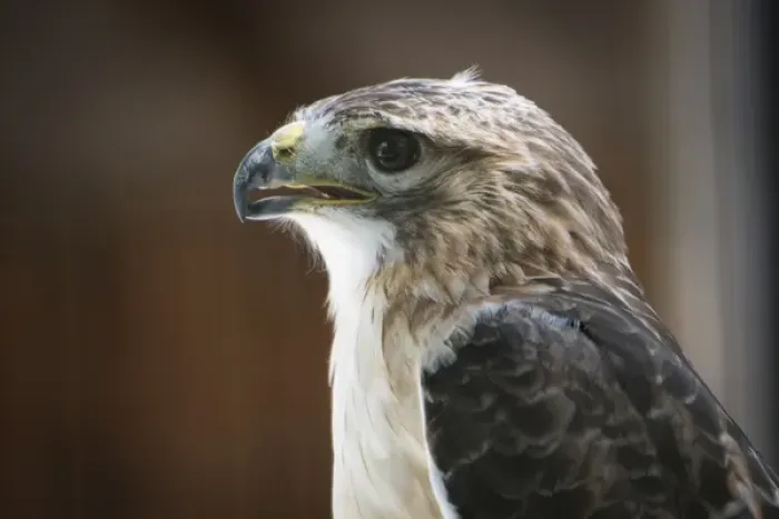 Framed Print : Close up portrait of hawk with beak open and intense gaze