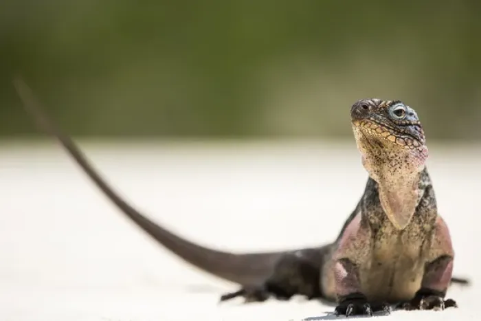 Framed Print : Close up portrait of an Iguana on the beach near Staniel Cay, Exuma, Bahamas