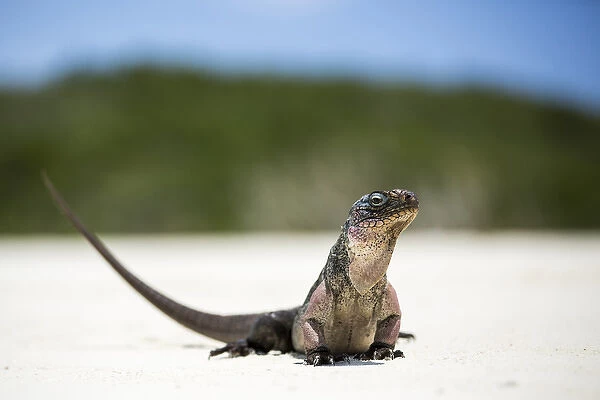 Close up portrait of an Iguana on the beach near Staniel Cay, Exuma, Bahamas