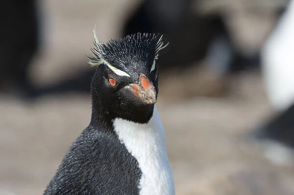 Close up portrait of a Rockhopper penguin, Eudyptes chrysocome