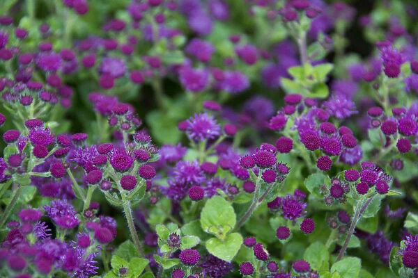 Close up of purple and green flowers