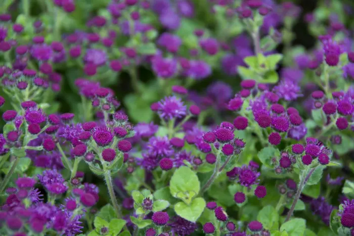 Framed Print : Close up of purple and green flowers Framed Print : Close up of purple and green flowers