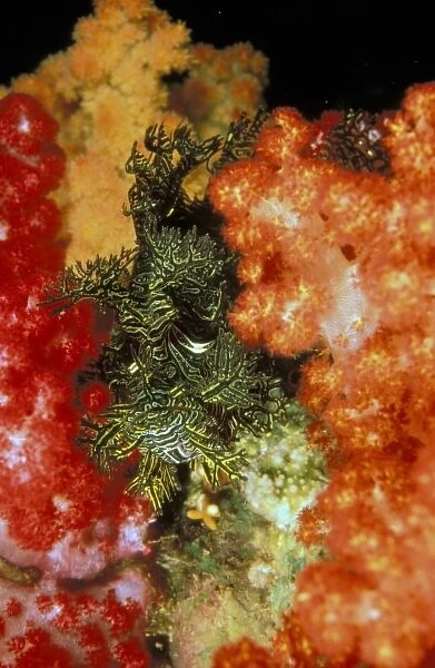Close up of scorpionfish, or rhinopias aphanes