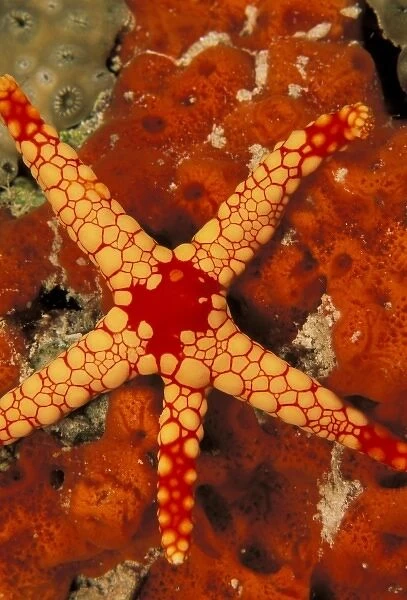 Close up of a starfish