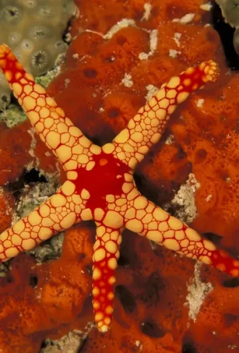 Framed Print : Close up of a starfish
