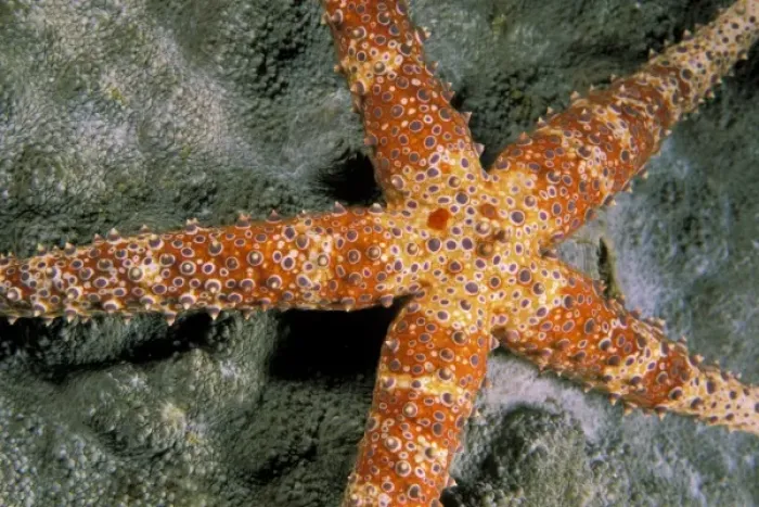 Framed Print : Close up of starfish Framed Print : Close up of starfish