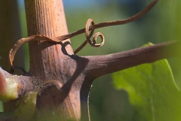 Close up of tendril wrapped around stalk of Pinot Noir vine in the Adelsheim Vineyard near Newberg