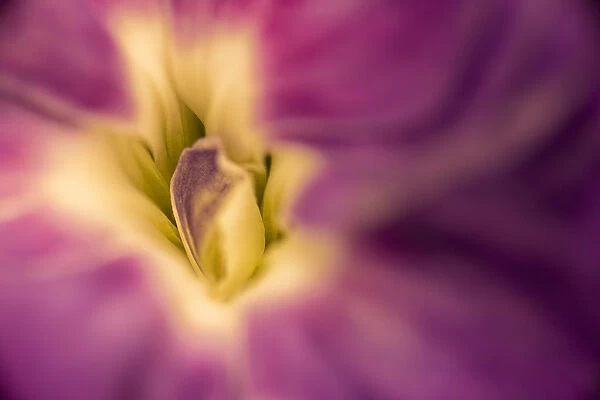 Close-up abstract of carnation flower