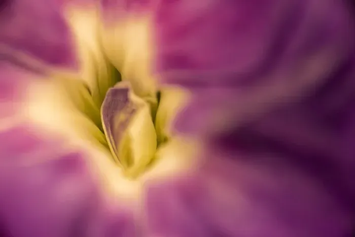 Framed Print : Close-up abstract of carnation flower Framed Print : Close-up abstract of carnation flower