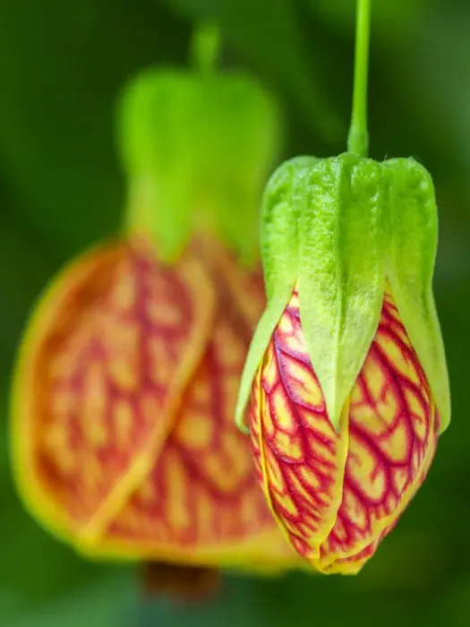 Framed Print : Close-up of a Abutilon Red Tiger Framed Print : Close-up of a Abutilon Red Tiger