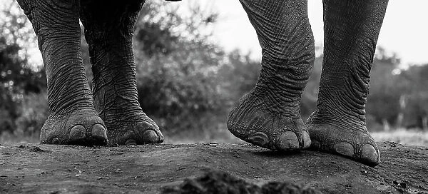 Close-up of an African elephant's feet, Loxodonta Africana. Mashatu Game Reserve, Botswana