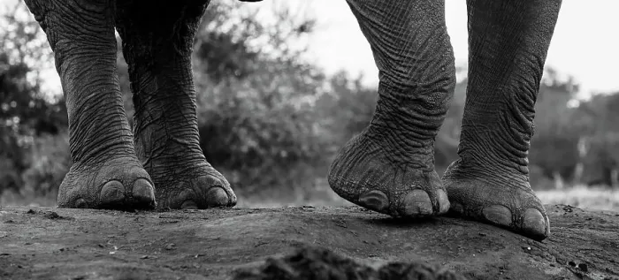Framed Print : Close-up of an African elephant's feet, Loxodonta Africana. Mashatu Game Reserve, Botswana
