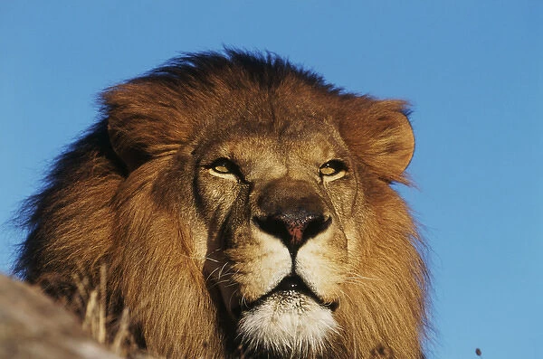 Close-up of African Lion (Panthera leo)