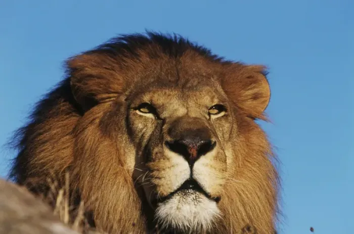 Framed Print : Close-up of African Lion (Panthera leo) Framed Print : Close-up of African Lion (Panthera leo)