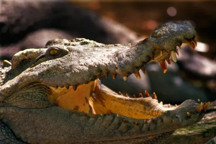 Framed Print : Close-up of an aligator with his mouth open Framed Print : Close-up of an aligator with his mouth open