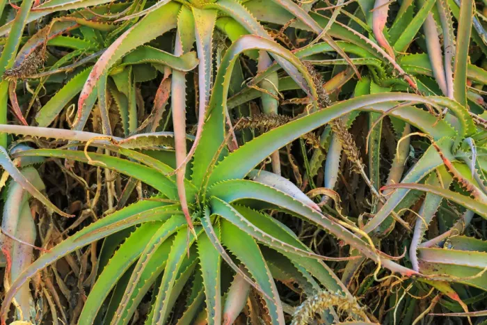 Framed Print : Close-up of aloe plant growing in San Diego, CA