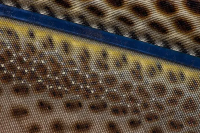 Framed Print : Close-up of Argus Pheasant Wing feathers Framed Print : Close-up of Argus Pheasant Wing feathers