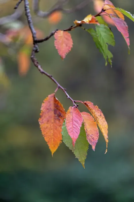 Framed Print : Close-up of autumn leaves, Kentucky