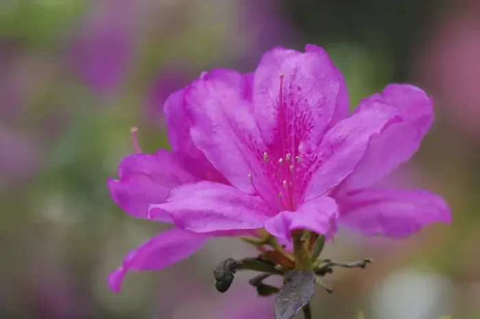 Framed Print : Close-up of azalea flower, South Carolina
