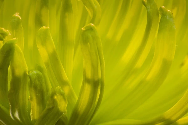 Close-up of backlit crysanthimum flower