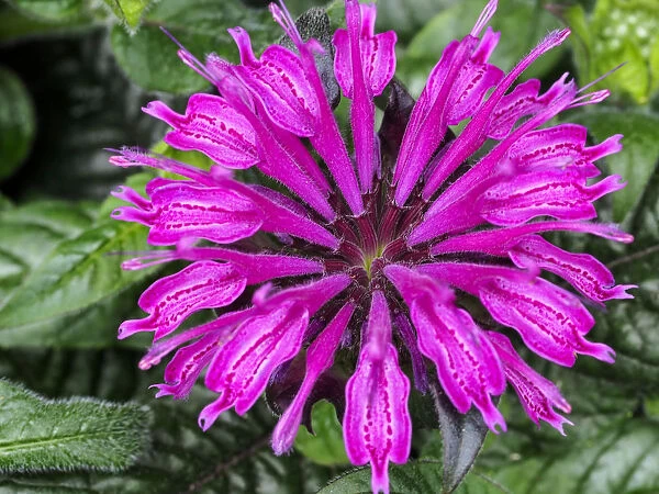 Close-up of a bee balm flower
