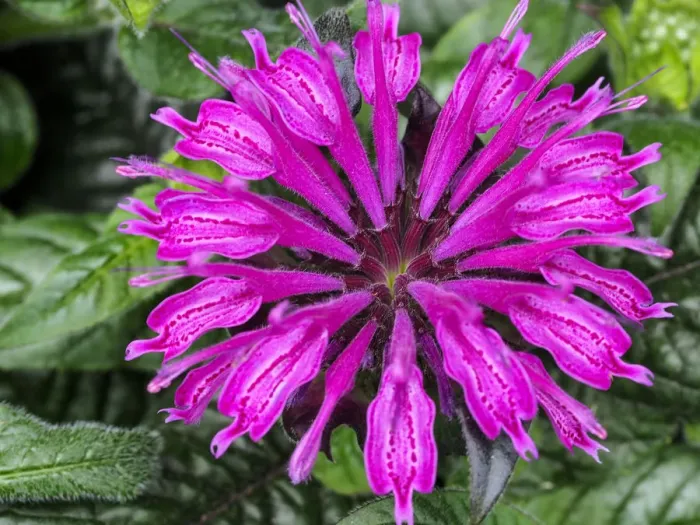 Framed Print : Close-up of a bee balm flower