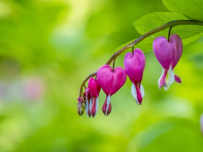 Framed Print : Close-up of a bleeding heart flower Framed Print : Close-up of a bleeding heart flower