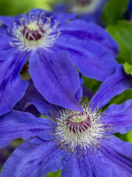 Close-up of a blue clematis
