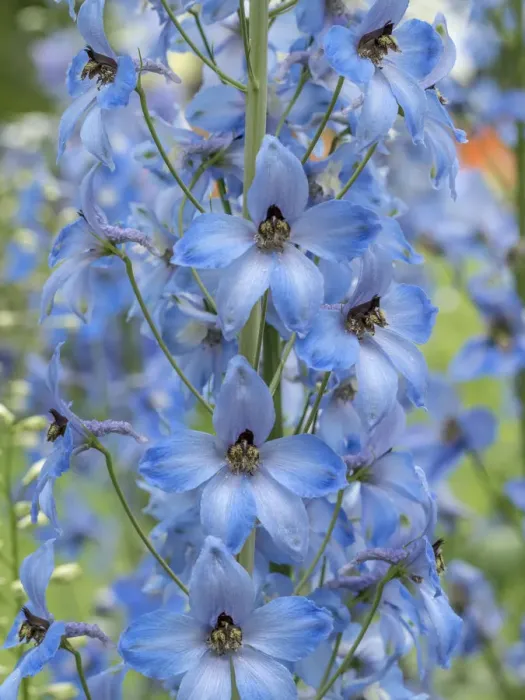 Framed Print : Close-up of a blue delphinium Framed Print : Close-up of a blue delphinium