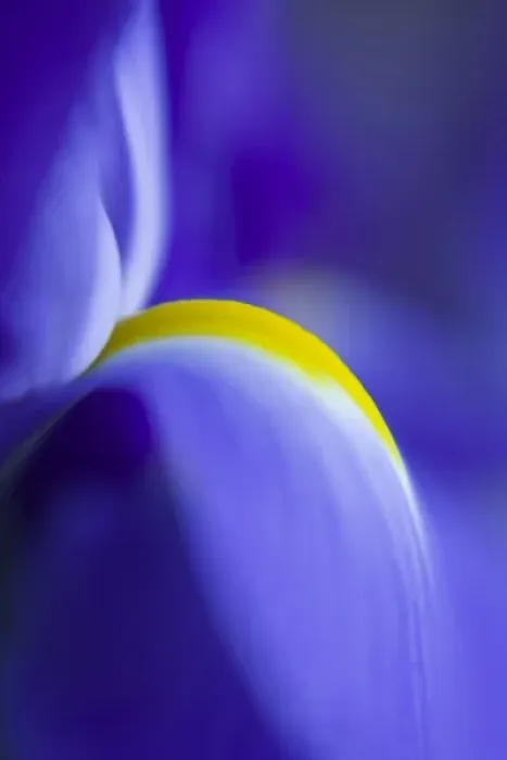 Framed Print : Close-up detail of a Blue Flag iris