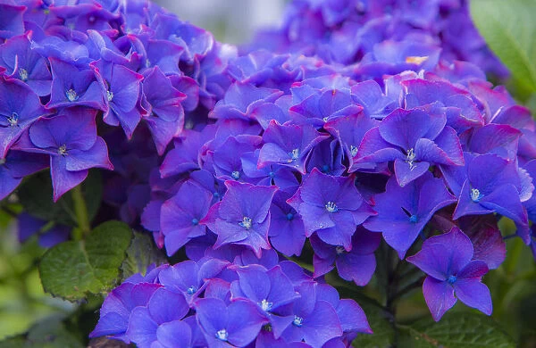 Close-up of blue Hydrangea flowers in gardens of Cannon Beach, Oregon