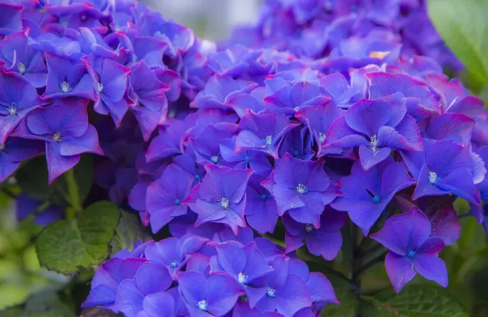 Framed Print : Close-up of blue Hydrangea flowers in gardens of Cannon Beach, Oregon