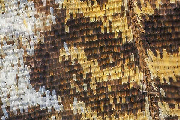 Close-up of butterfly wing scales