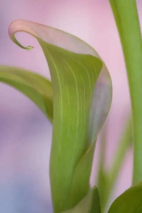 Framed Print : Close-up of calla Lily. Credit as: Don Paulson  /  Jaynes Gallery  /  DanitaDelimont