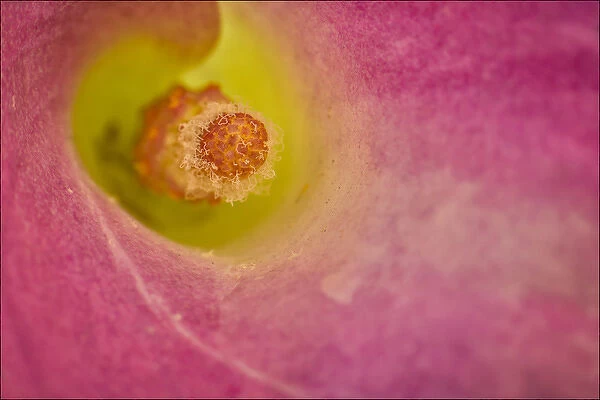 Close-up of the center of a Calla Lily