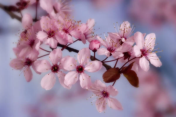 Close-up of cherry blossoms or sakura. Credit as: Don Paulson  /  Jaynes Gallery  /  DanitaDelimont